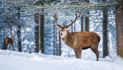 Fototapeta premium Majestic Red Deer Stag Amidst a Winter Wonderland Forest Scene Cervus elaphus, Captured in the Chilly Hours of a LateAfternoon Snowfall.