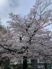 Cherry Blossoms in Full Bloom Under a Cloudy Sky