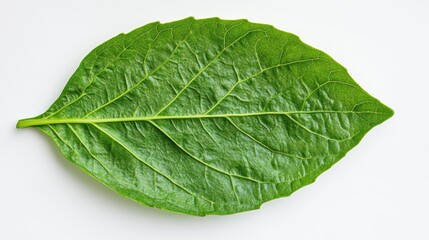 Obraz premium Vibrant Green Leaf on White Background