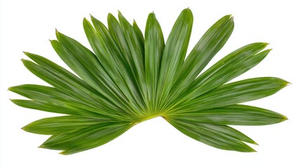 Fototapeta premium Vibrant Green Palm Frond Isolated on White Background