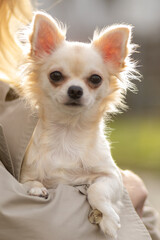 Small white Chihuahua held in the arms of its owner outdoors during a sunny day in a park