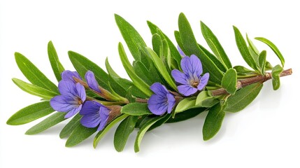 Obraz premium Vibrant Purple Flowers and Lush Green Leaves on White Background