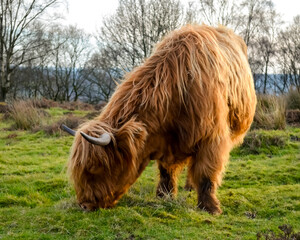 Highland Cow Grazing Freely in the Scenic Peak District Pastures, Perfect for themes of rural life, agriculture, nature, and sustainable farming. Charm of life in the countryside.