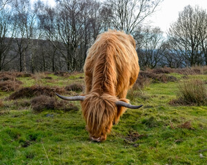 Highland Cow Grazing Freely in the Scenic Peak District Pastures, Perfect for themes of rural life, agriculture, nature, and sustainable farming. Charm of life in the countryside.
