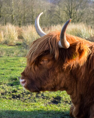 Highland Cow Grazing Freely in the Scenic Peak District Pastures, Perfect for themes of rural life, agriculture, nature, and sustainable farming. Charm of life in the countryside.