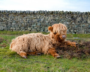 Highland Cow Grazing Freely in the Scenic Peak District Pastures, Perfect for themes of rural life, agriculture, nature, and sustainable farming. Charm of life in the countryside.