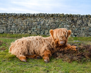Highland Cow Grazing Freely in the Scenic Peak District Pastures, Perfect for themes of rural life, agriculture, nature, and sustainable farming. Charm of life in the countryside.