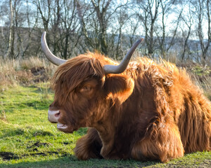 Highland Cow Grazing Freely in the Scenic Peak District Pastures, Perfect for themes of rural life, agriculture, nature, and sustainable farming. Charm of life in the countryside.