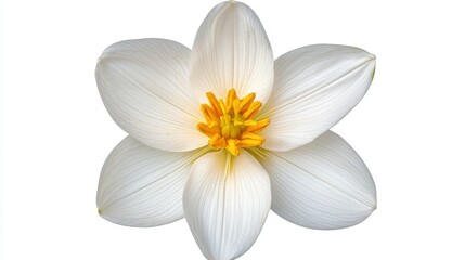 White Flower With Yellow Center Close Up