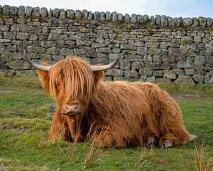 Highland Cow Grazing Freely in the Scenic Peak District Pastures, Perfect for themes of rural life, agriculture, nature, and sustainable farming. Charm of life in the countryside.