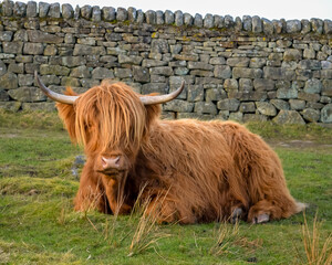 Highland Cow Grazing Freely in the Scenic Peak District Pastures, Perfect for themes of rural life, agriculture, nature, and sustainable farming. Charm of life in the countryside.
