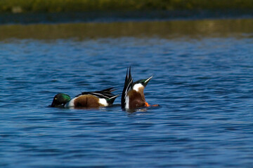 Shoveler (Anas clypeata) in a pond Stintino. Sardegna. Italia.