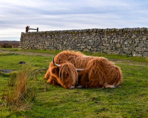 Highland Cow Grazing Freely in the Scenic Peak District Pastures, Perfect for themes of rural life, agriculture, nature, and sustainable farming. Charm of life in the countryside.