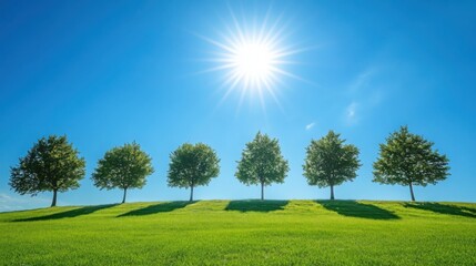 Fototapeta premium Sunlight Illuminates a Row of Trees: A serene and minimalist landscape featuring six trees standing in a row on a lush green meadow, with the sun shining brightly in the clear blue sky.