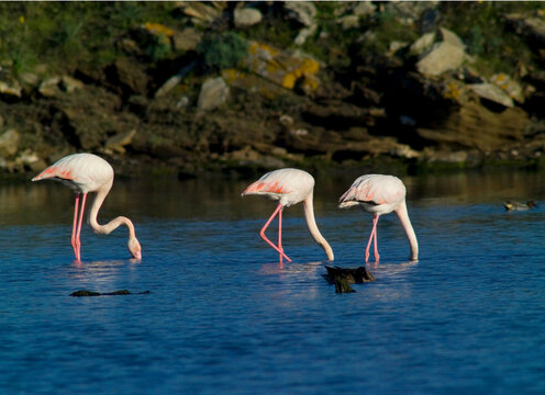 pink flamingo (Phoenicopterus ruber) Stintino, Sardinia, Italy. (Greater) Flamingo. Italy