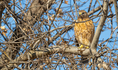 Red-shouldered hawk camouflaged as it perches in a bare tree.