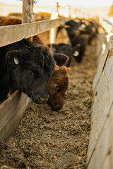 Black Angus calf eating out of a feed bunk at a farm in rural Kansas © Blair