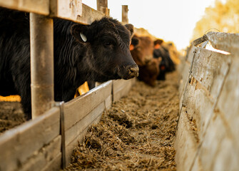 Black Angus calf eating out of a feed bunk at a farm in rural Kansas © Blair