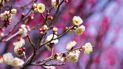 美しい白い梅の花