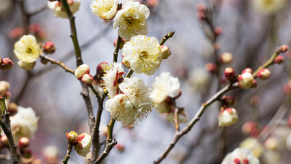 美しい白い梅の花