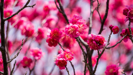 美しいピンクの梅の花