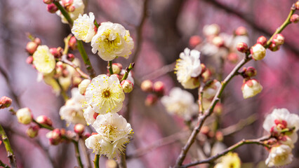 美しい白い梅の花