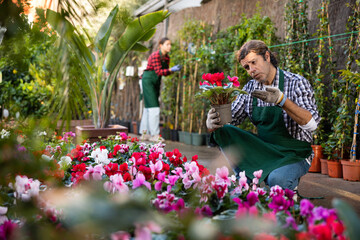 European gardener working in a flower hothouse inspects Cyclamen in pots for the presence of flower...