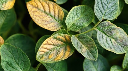 Potato Plant Leaf Disease: Close-up view of potato plant leaves exhibiting symptoms of disease, showing discoloration and potential nutrient deficiency.