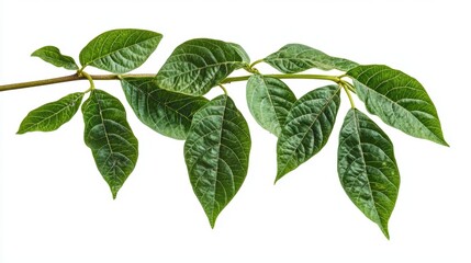 Fototapeta premium Leafy Branch: A detailed shot of a vibrant green leaf branch showcases the delicate details of its leaves. The leaves spread horizontally across the frame.