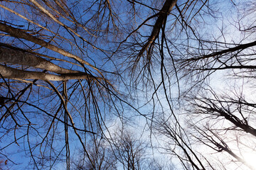 Perspective view of bare trees during winter against a bright clear blue sky