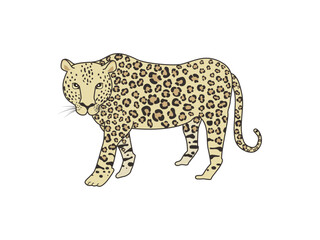 アフリカの野生動物ビッグ5、ひょう