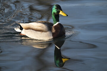 duck on the water, Mallard, winter, river