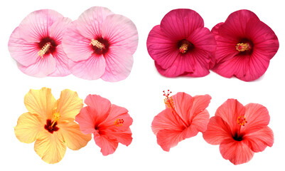 Collection of colored bouquet two hibiscus flowers with leaves isolated on white background. Flat lay, top view