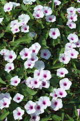 Ipomoea Aquatica, widely known as water spinach, is a semi-aquatic, tropical plant grown as a vegetable for its tender shoots.
It grows abundantly near waterways and requires little to no care.