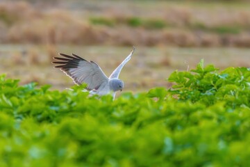 獲物を見つけて急降下するハイイロチュウヒ オス