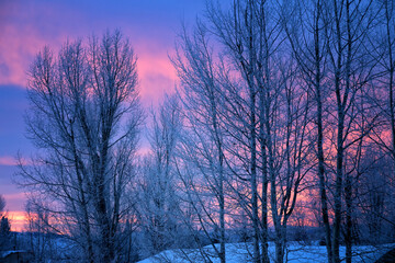 Sunrise thru the aspens; Grand Teton NP; Wyoming