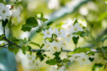 Beautiful apple tree garden blossoming on sunny spring day. Beauty in nature. Tender apple branches in spring outdoors.