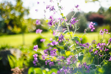 Beautiful purple flowers of Lunaria annua, annual honesty flowers (Silver Dollar, Money Plant) on sunny summer evening.