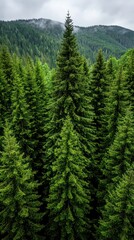A dense forest of evergreen trees under a cloudy sky.