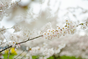 Beautiful cherry tree blossoming on spring. Beauty in nature. Tender cherry branches on spring day outdoors.