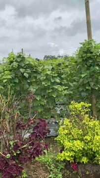 Indonesian Flowers, indonesia plants, flower, plants, indonesia, west sumatra.