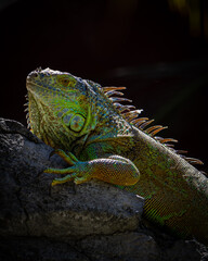 iguana on a tree