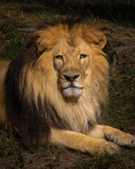 portrait of a lion