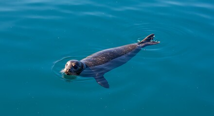 Naklejka premium Harbor Seal Swimming in Ocean Water