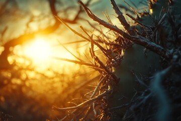Forest with sunlight streaming through tree branches in autumn