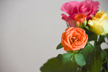 オレンジ色のバラ