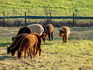 Fototapeta premium Alpakas grasen auf einer Weide
