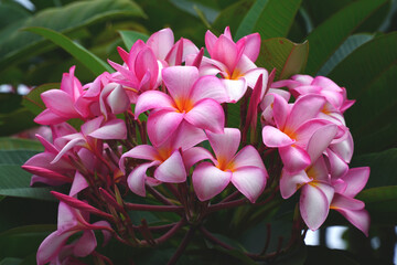 Bright pink to yellow-orange flowers of the Plumeria Obtusa tree in February.  Blossoming...
