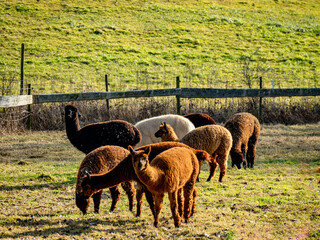 Fototapeta premium Alpakas grasen auf einer Weide