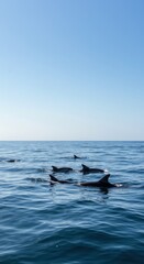 Fototapeta premium Celebrating dolphin awareness month with a pod of dolphins in their natural ocean habitat